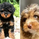 mini aussiedoodles