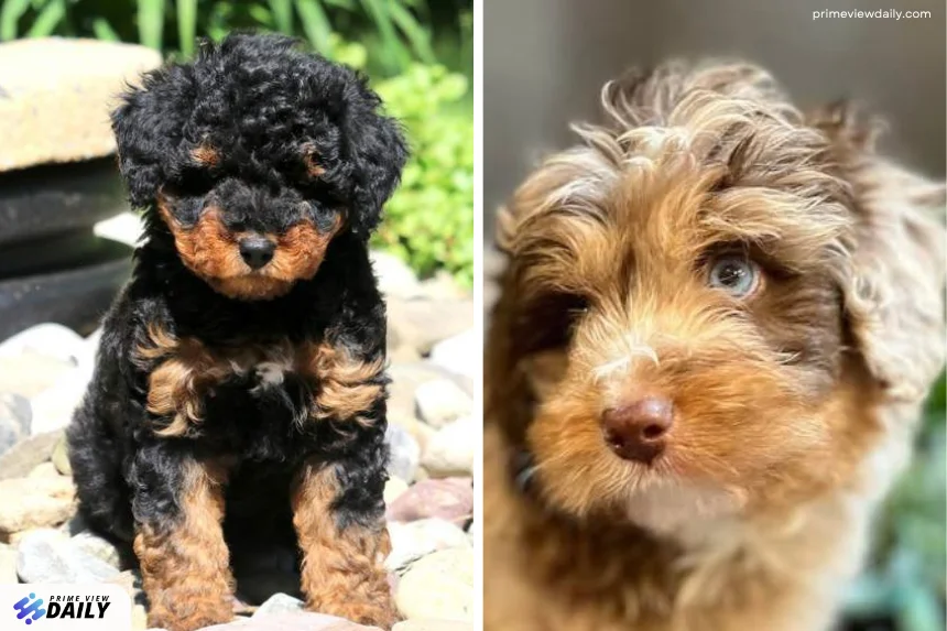 mini aussiedoodles